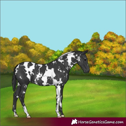 Horse Color:White Spotted Black