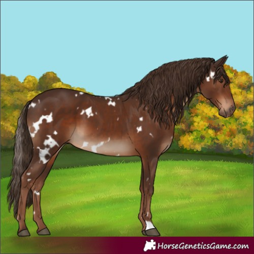 Horse Color:White Spotted Liver Chestnut