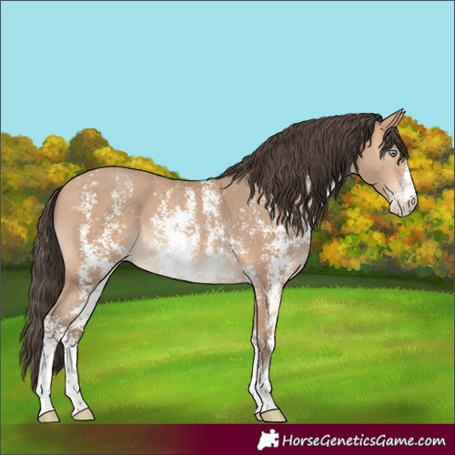 Horse Color:Amber Champagne Sabino 