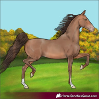 Horse Color:Amber Champagne 