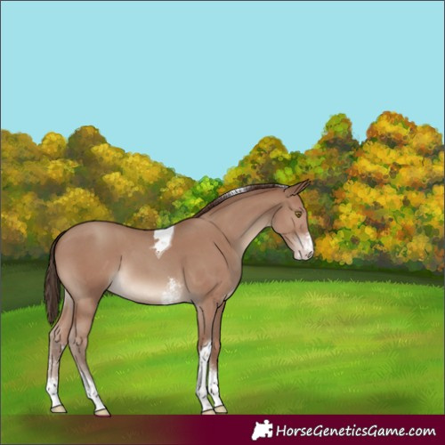 Horse Color:Classic Champagne Sabino Tobiano 