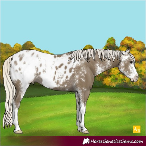 Horse Color:Silver Smoky Black Sabino Appaloosa Rabicano