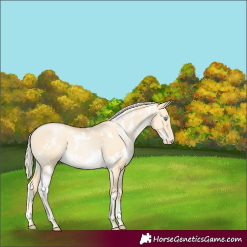 Horse Color:White Spotted Palomino Pearl Dun