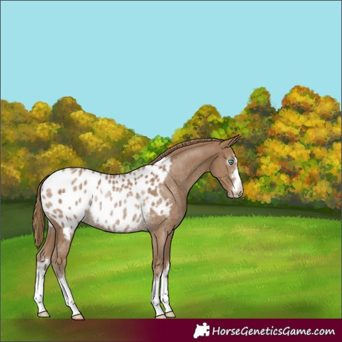 Horse Color:Gray Smoky Creme Appaloosa Rabicano 