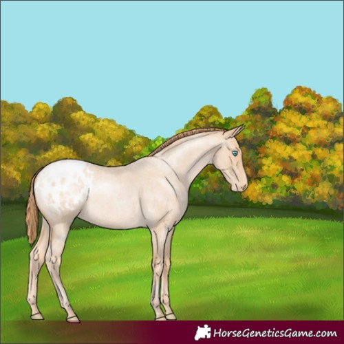 Horse Color:Buckskin Roan Pearl Appaloosa 