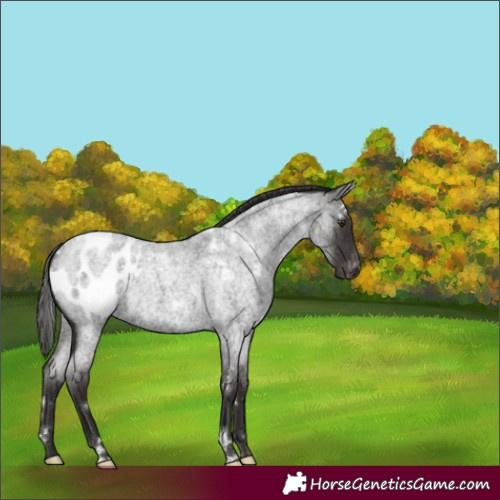 Horse Color:White Spotted Liver Red Roan Appaloosa