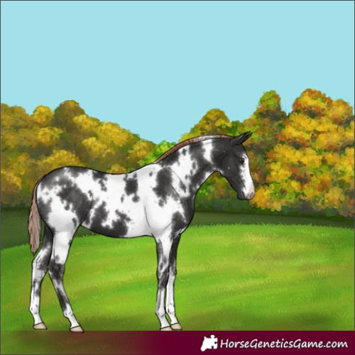 Horse Color:White Spotted Liver Chestnut