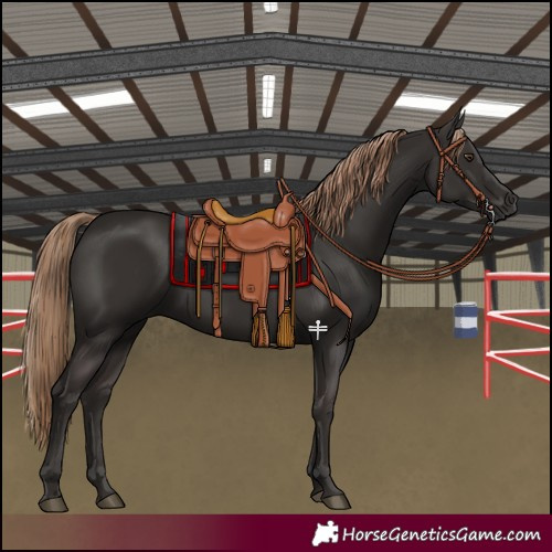 Horse Color:Liver Chestnut 