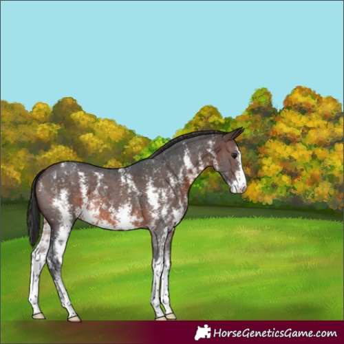 Horse Color:Brown Sabino 