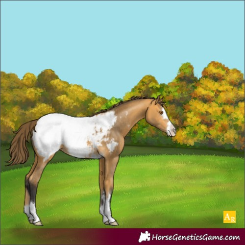 Horse Color:Buckskin Snowcap 
