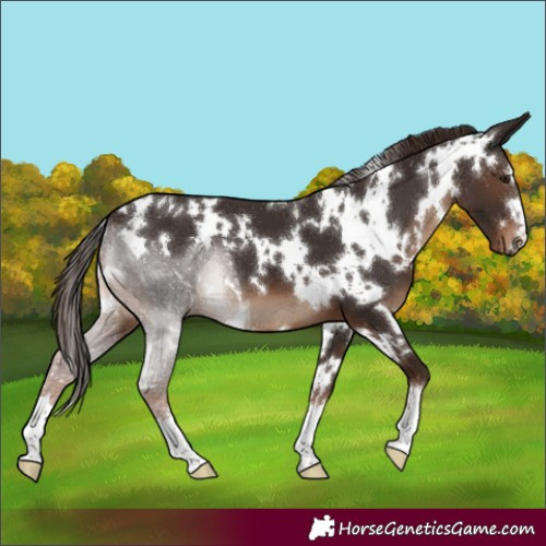 Horse Color:White Spotted Liver Chestnut 