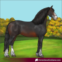 Horse Color:Brown Sabino