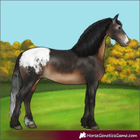 Horse Color:Gray Brown Sabino Snowcap 