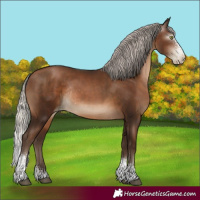 Horse Color:Gray Silver Brown Pearl Sabino Rabicano 