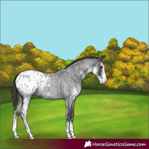 Horse Color:Smoky Blue Roan Sabino Varnish 