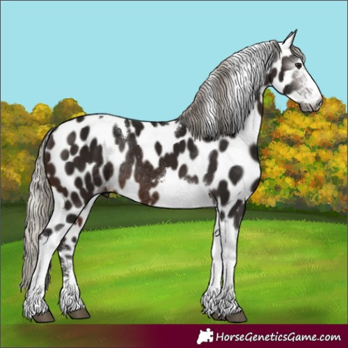 Horse Color:Gray Silver Brown Sabino Tobiano Leopard Rabicano 