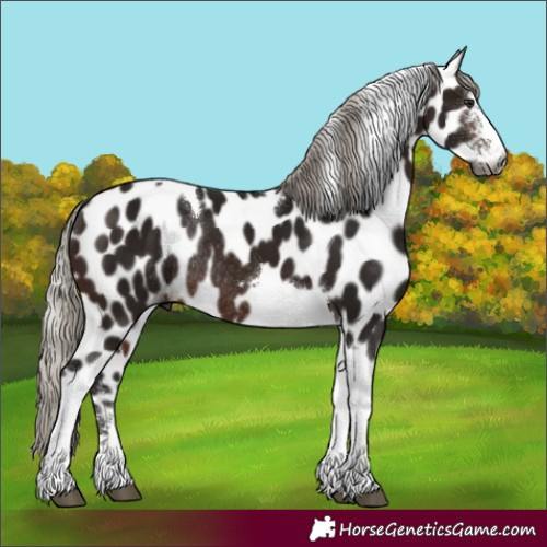 Horse Color:Gray Silver Brown Sabino Tobiano Appaloosa Rabicano 