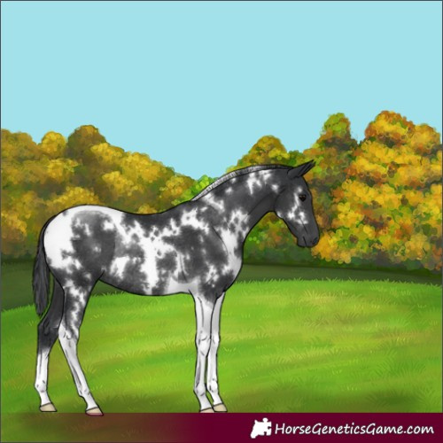 Horse Color:White Spotted Black Tobiano Rabicano
