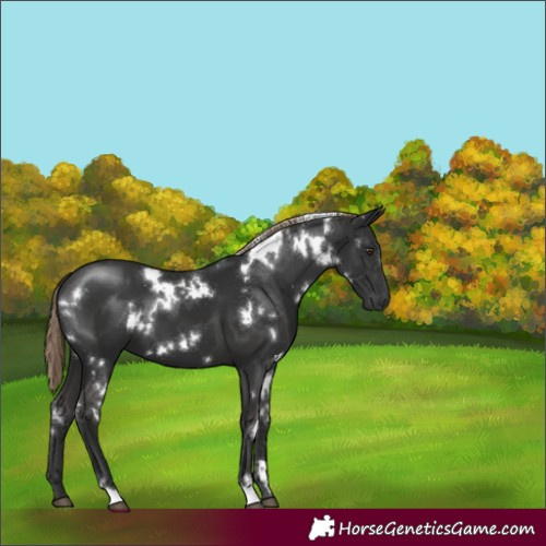 Horse Color:White Spotted Liver Chestnut