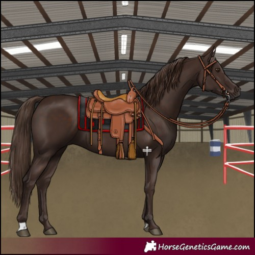 Horse Color:Liver Chestnut 