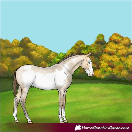 Horse Color:Amber Cream Champagne Roan Sabino Frame Varnish Rabicano 
