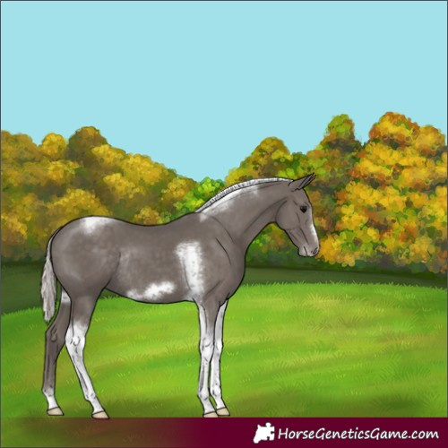 Horse Color:Silver Black Tobiano Frame Rabicano