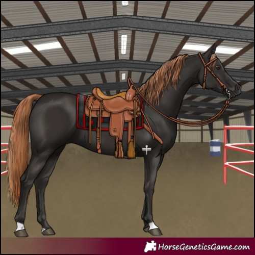 Horse Color:Liver Chestnut