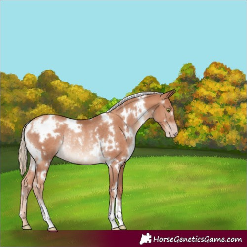 Horse Color:White Spotted Gold Champagne Rabicano