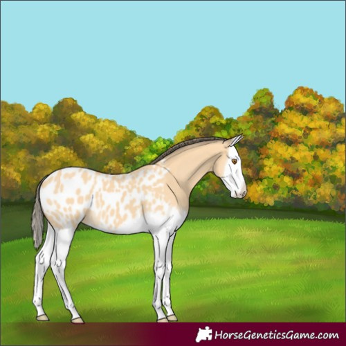 Horse Color:Buckskin Splash Blanket 