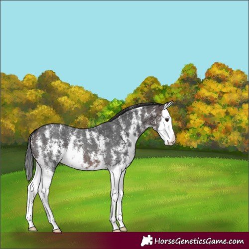 Horse Color:Brown Sabino Splash 