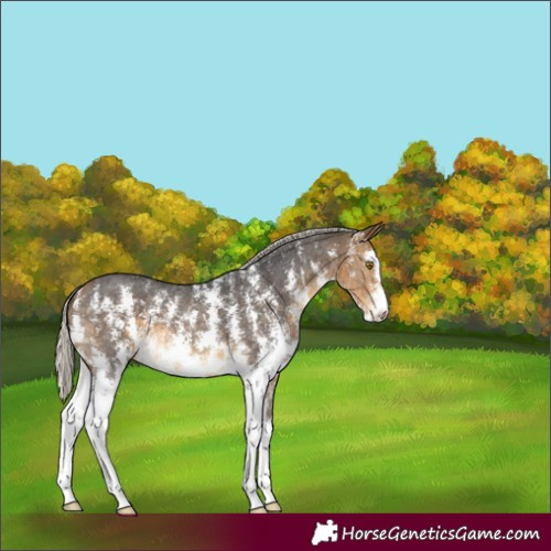 Horse Color:Silver Buckskin Sabino