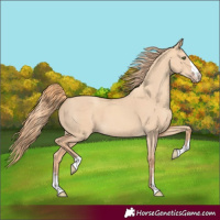 Horse Color:Gold Champagne Dun 