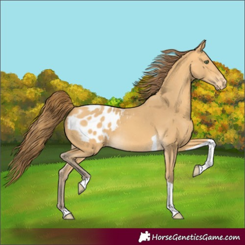 Horse Color:Amber Cream Champagne Tobiano Appaloosa Rabicano 