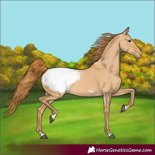 Horse Color:Red Dun Snowcap