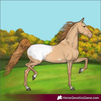 Horse Color:Red Dun Snowcap 