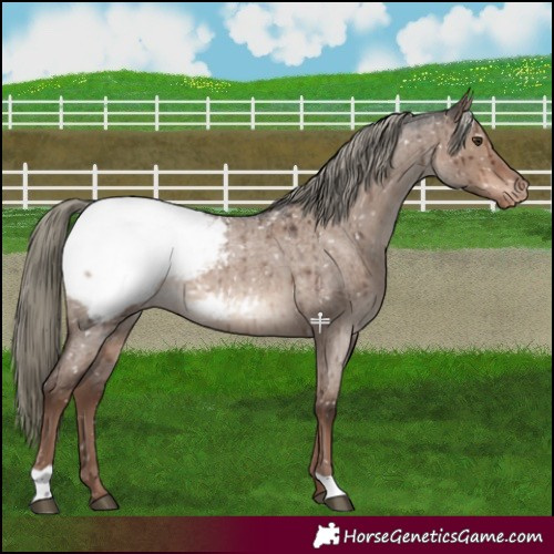 Horse Color:Liver Red Dun Roan Mushroom Snowcap Brindle