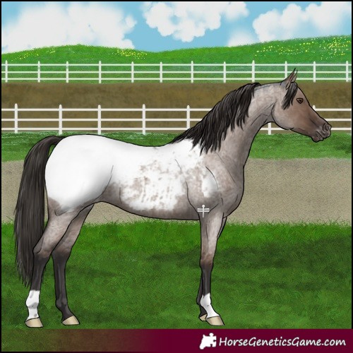 Horse Color:Liver Red Dun Roan Near Fewspot