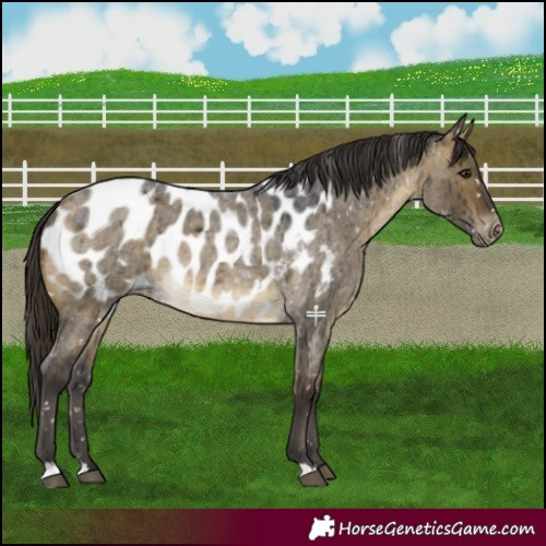Horse Color:Buckskin Roan Dun Blanket Brindle