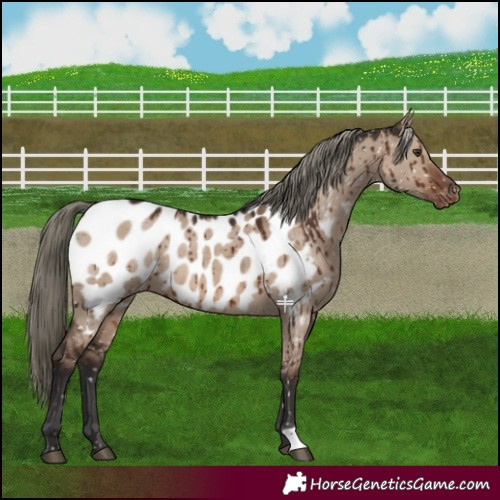 Horse Color:Liver Red Dun Mushroom Blanket Brindle 