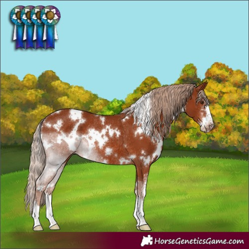 Horse Color:White Spotted Chestnut Sabino Rabicano 