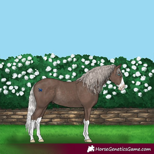 Horse Color:Silver Black Splash Rabicano