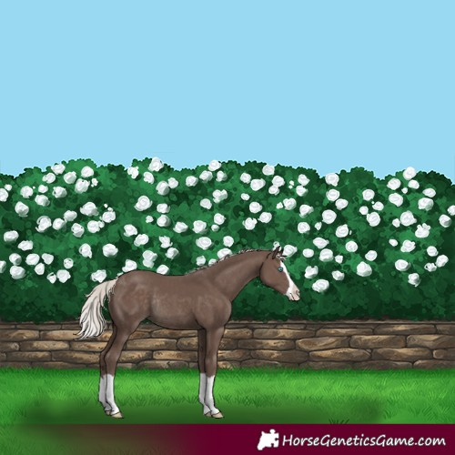 Horse Color:Silver Black Splash Rabicano