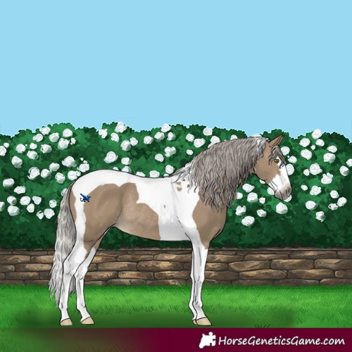 Horse Color:Gray Silver Brown Dun Mushroom Splash Tobiano Rabicano 