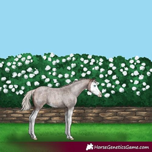 Horse Color:Silver Bay Roan Splash Rabicano