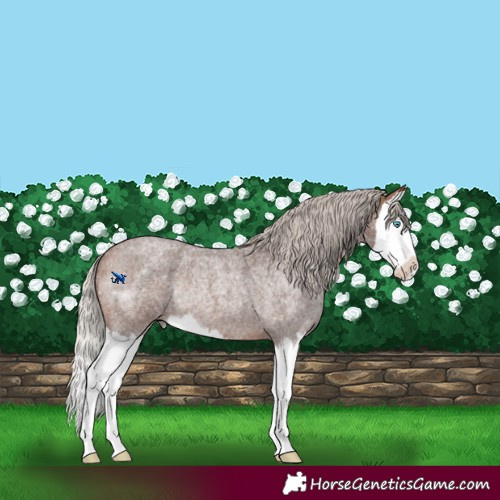 Horse Color:Silver Bay Roan Splash Rabicano 