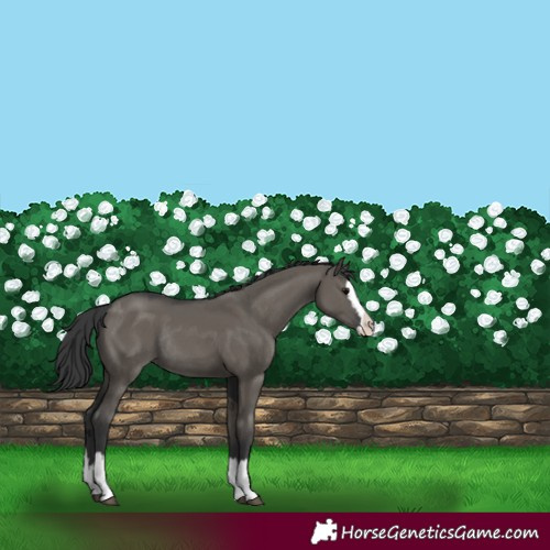 Horse Color:Grullo Splash Rabicano 