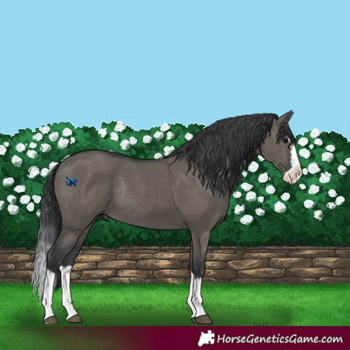 Horse Color:Grullo Splash Rabicano 