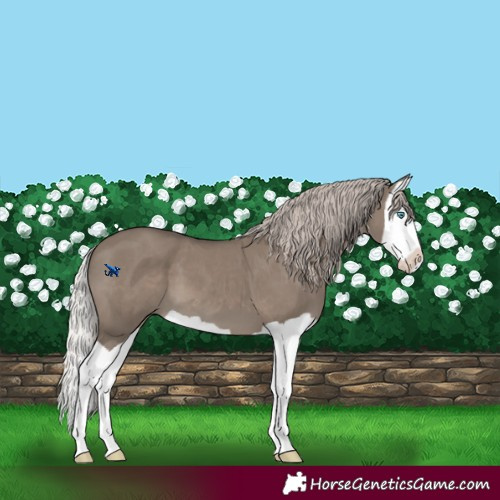 Horse Color:Silver Grullo Splash