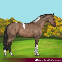 Horse Color:Liver Red Dun Tobiano Rabicano