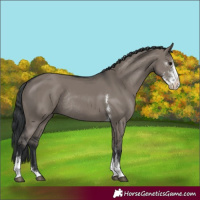 Horse Color:Grullo Sabino Tobiano Rabicano